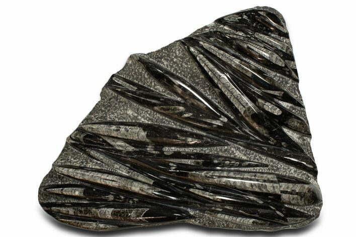 Polished Fossil Orthoceras (Cephalopod) Plate - Morocco #338379